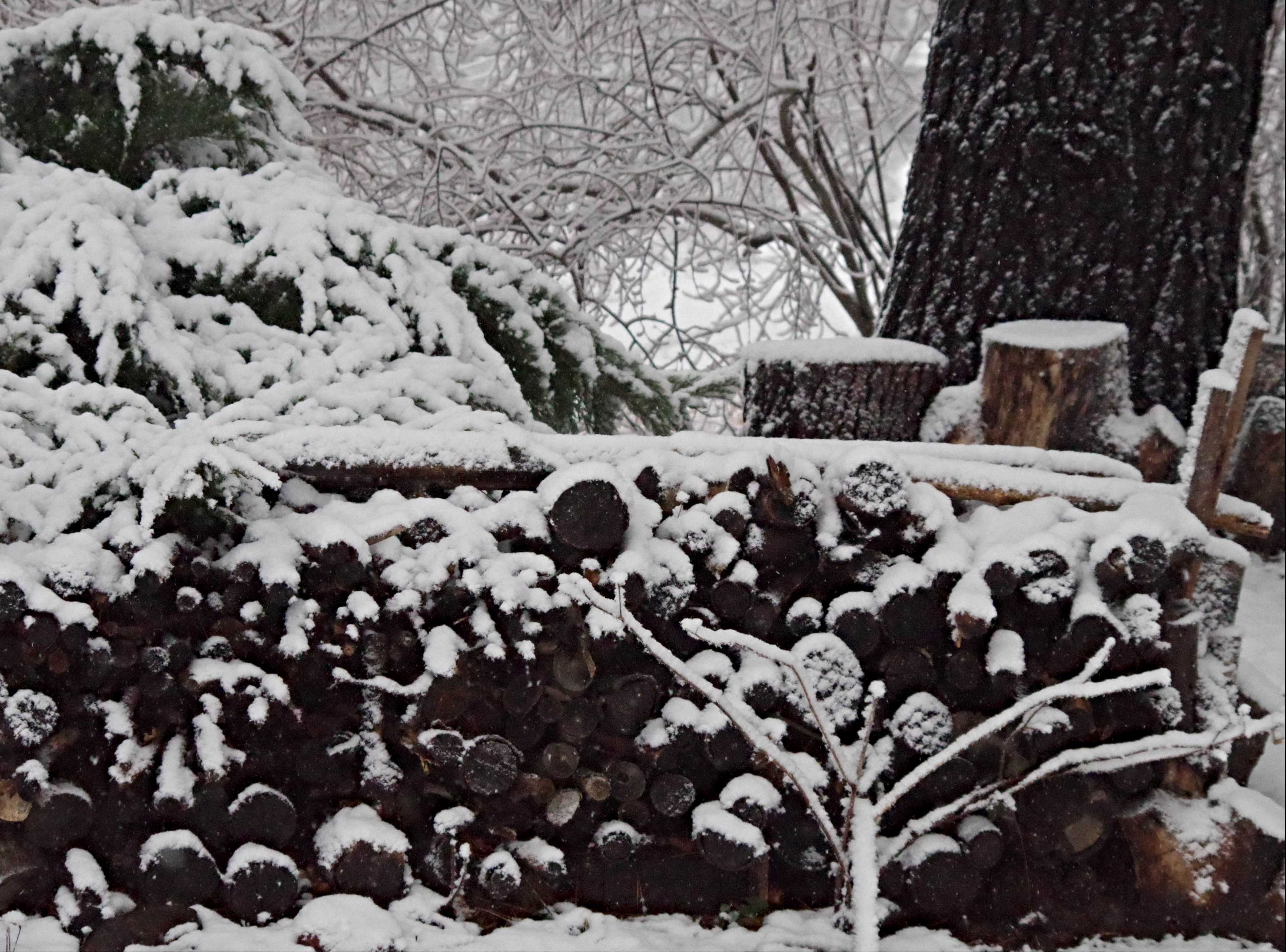 winter-photography-gardens-12.jpg