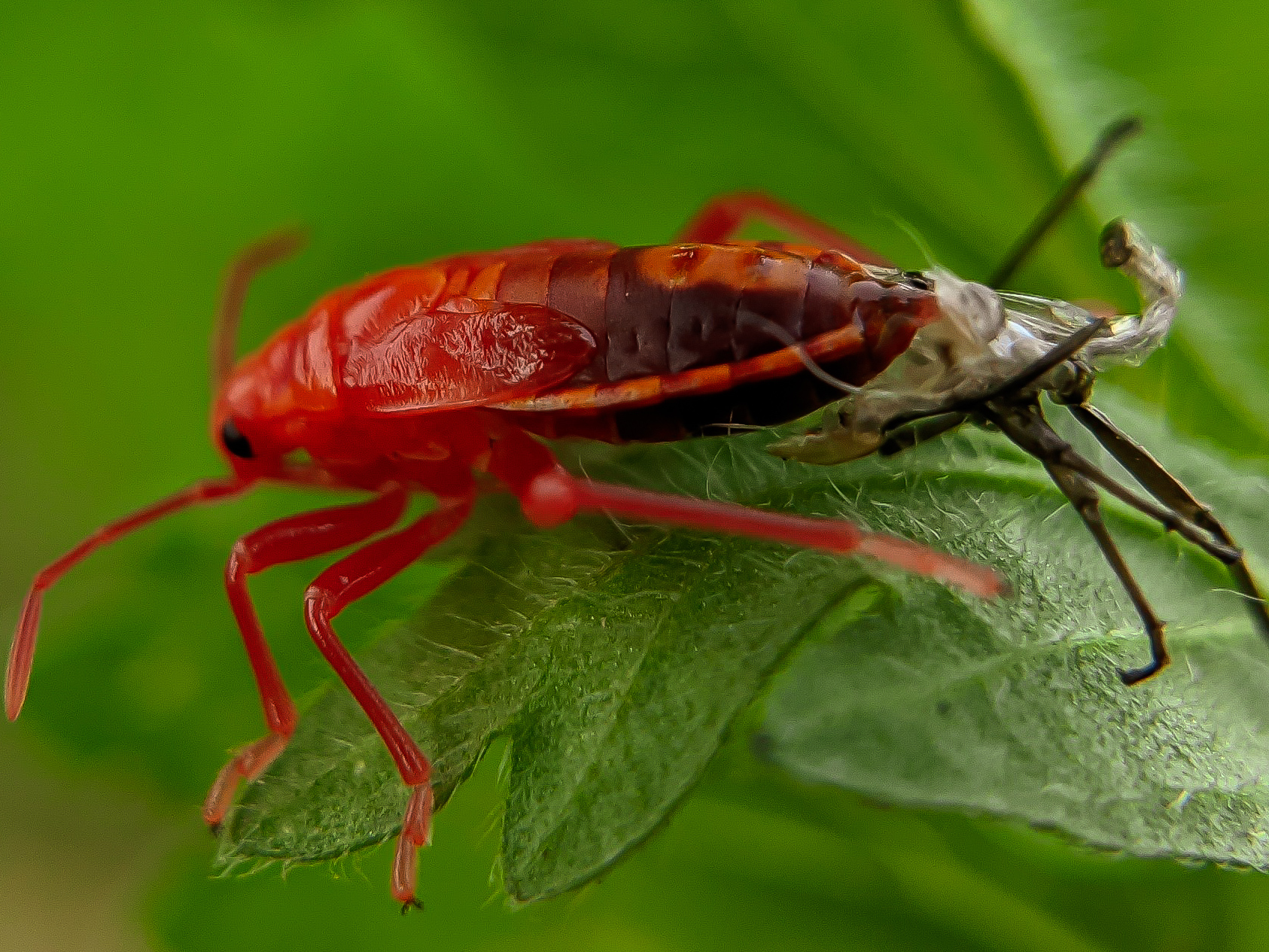 Red Bug (2).jpg