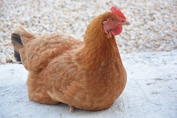 beautifulhen.jpg