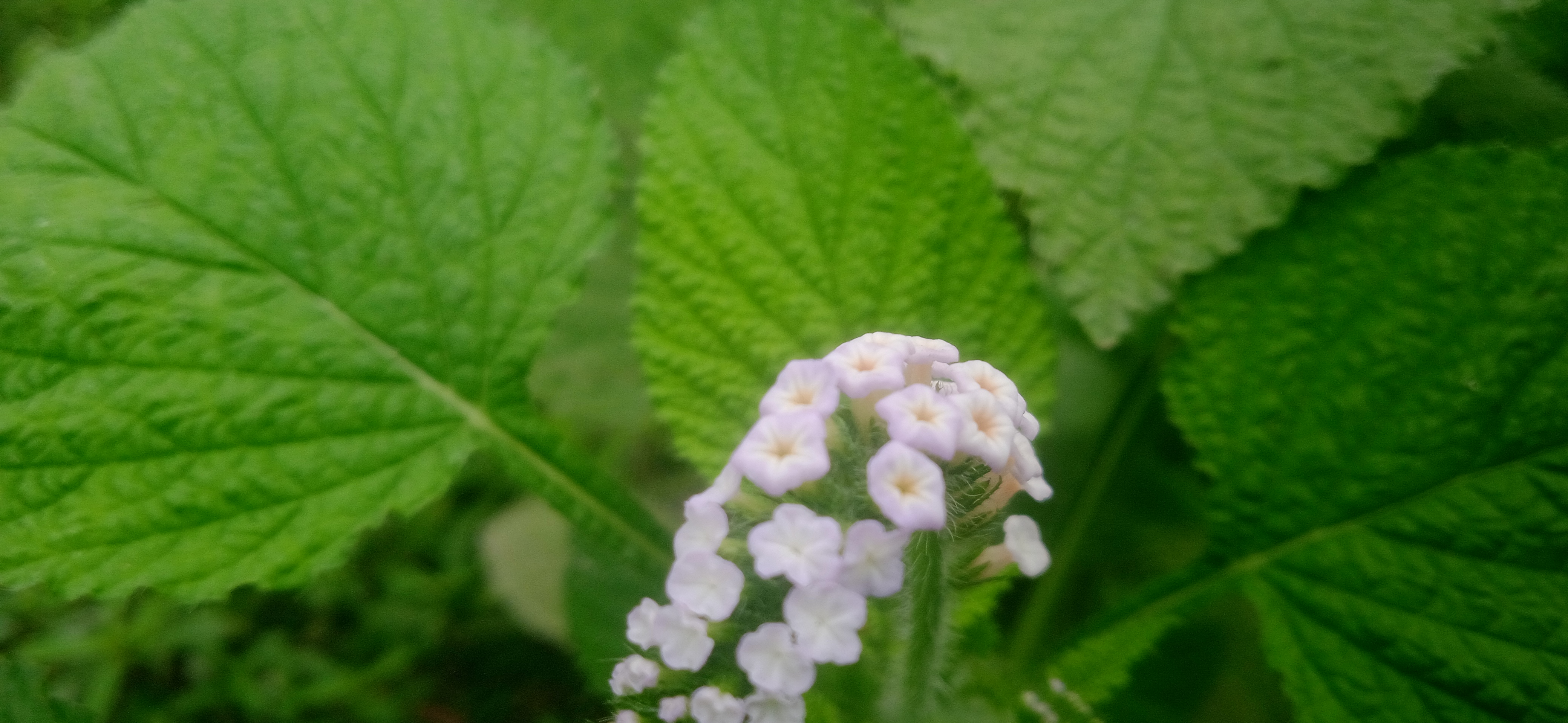 IMG_20250404_131741_1.jpg