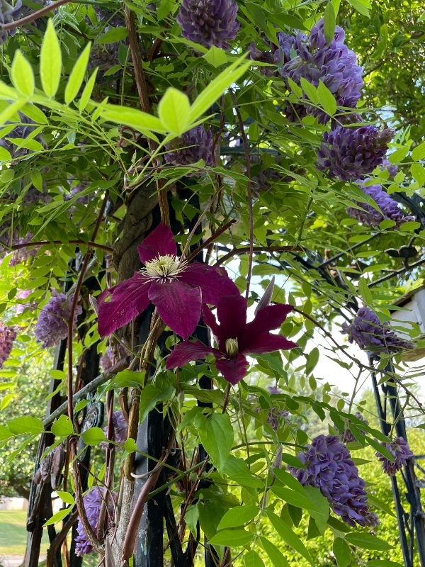 garden-flowers-wisteria.jpg