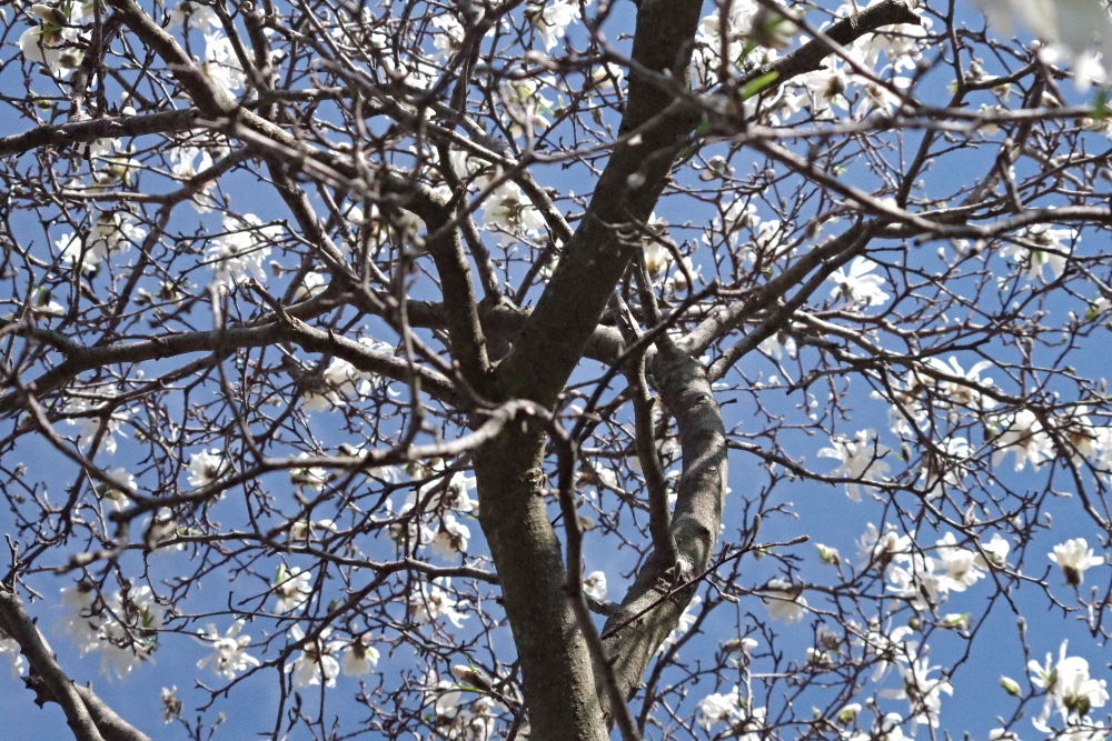 magnolia-nature-photography-6.jpg