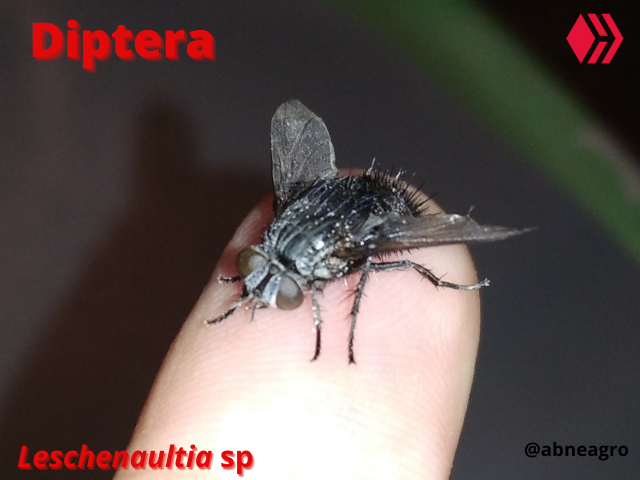 Automeris cf. jucunda (1).png