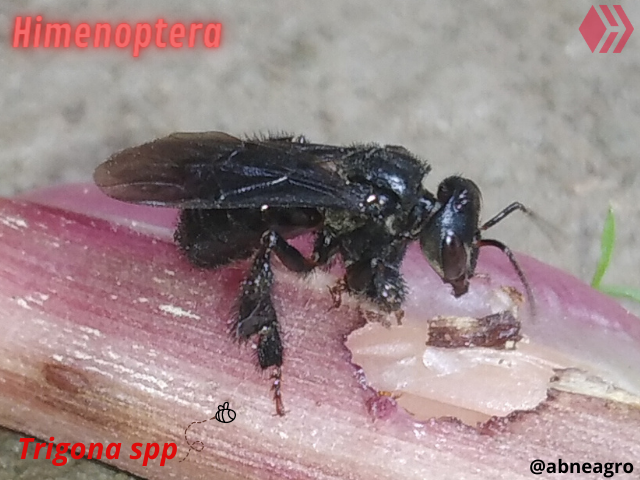 Automeris cf. jucunda (5).png