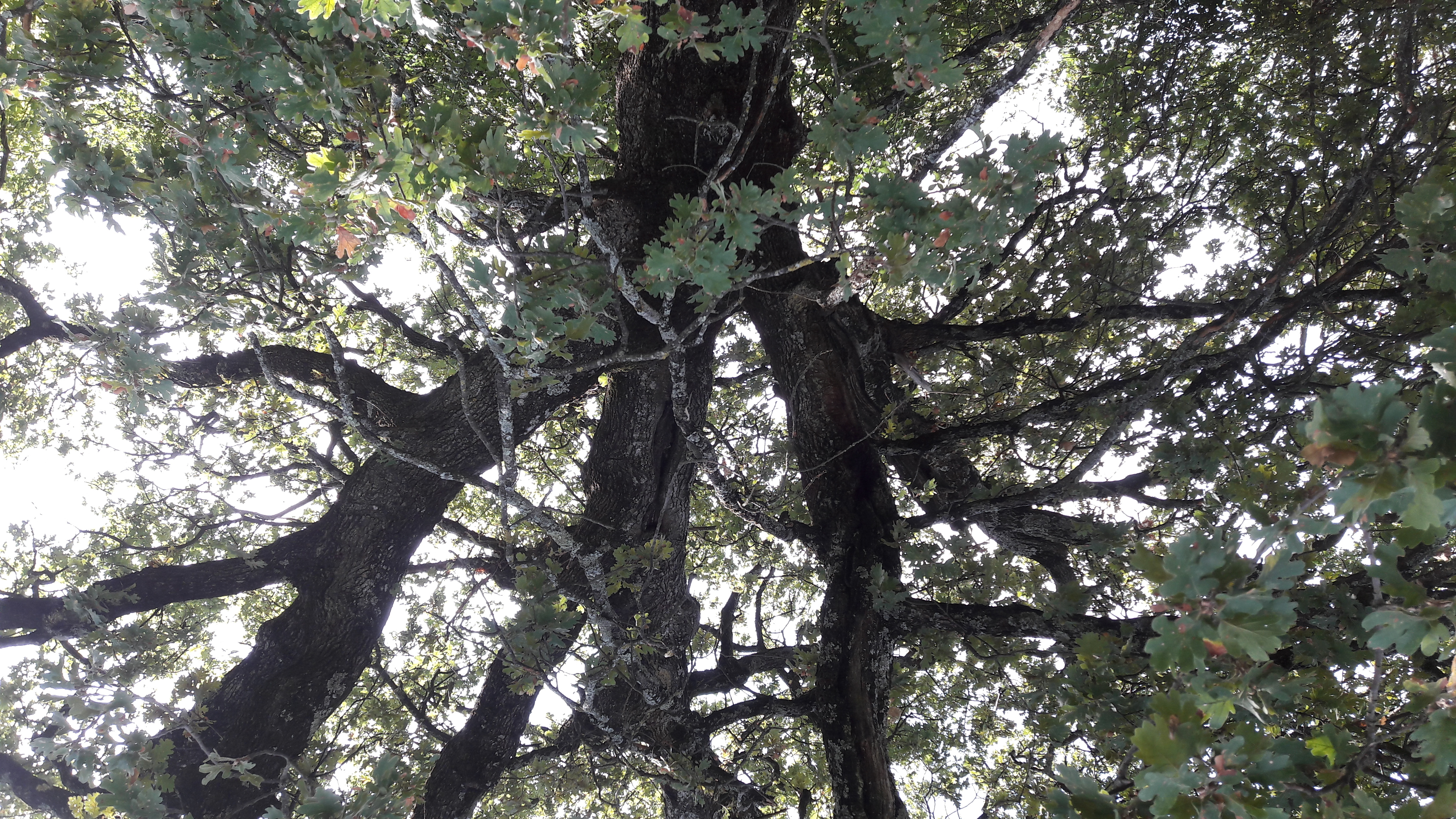 Flora-Tree-Forest-Publicdomain (12).jpg