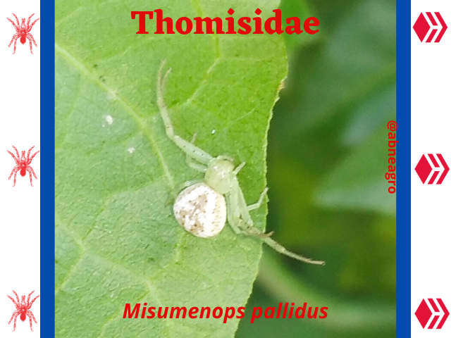 Thomisidae.png