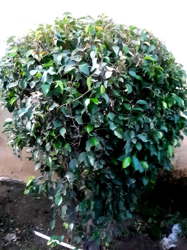 Algerian ivy plant 1.jpg