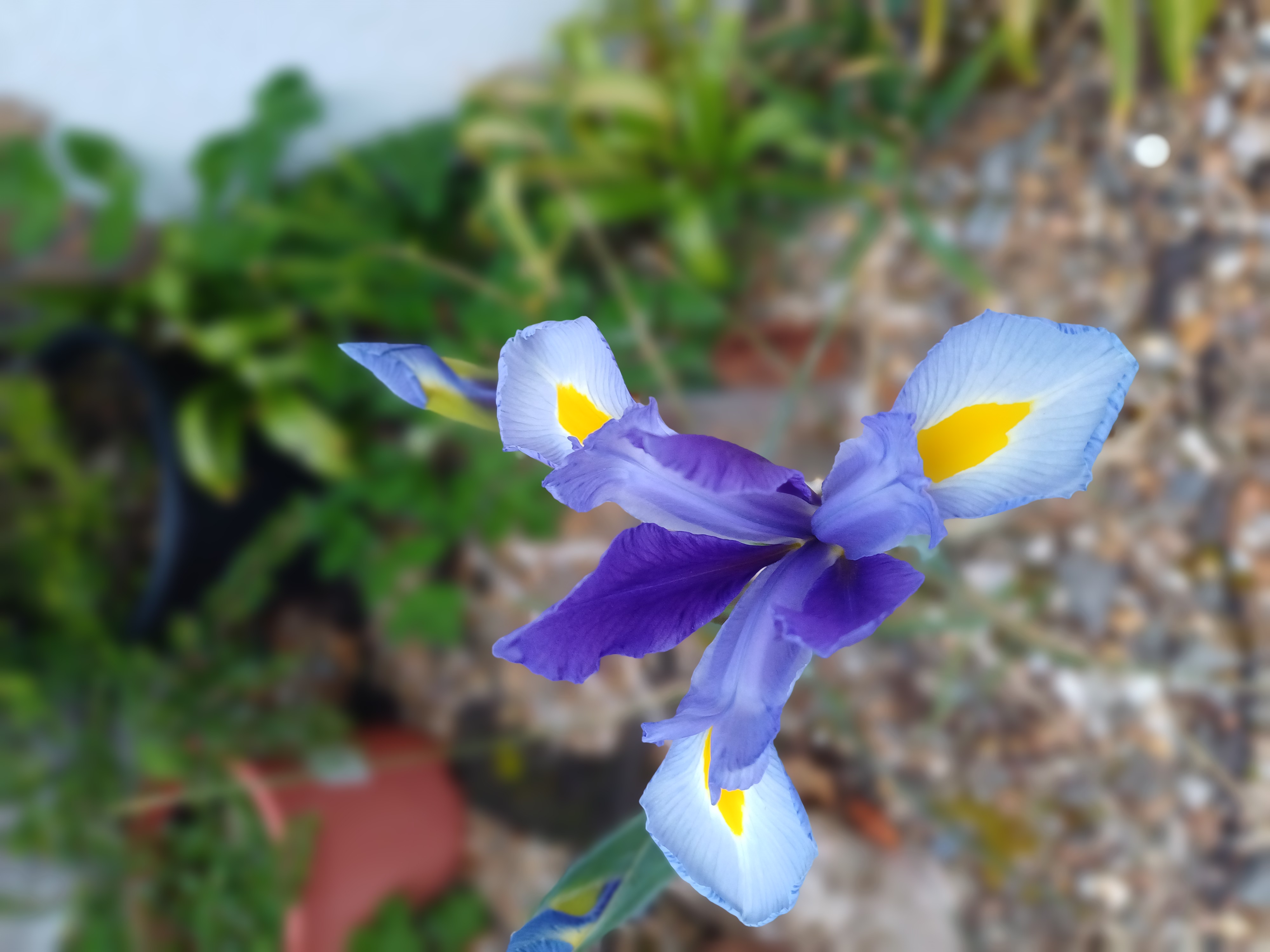 20250504_063818.jpg
