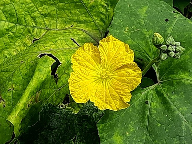 luffa plant flower 1.jpg