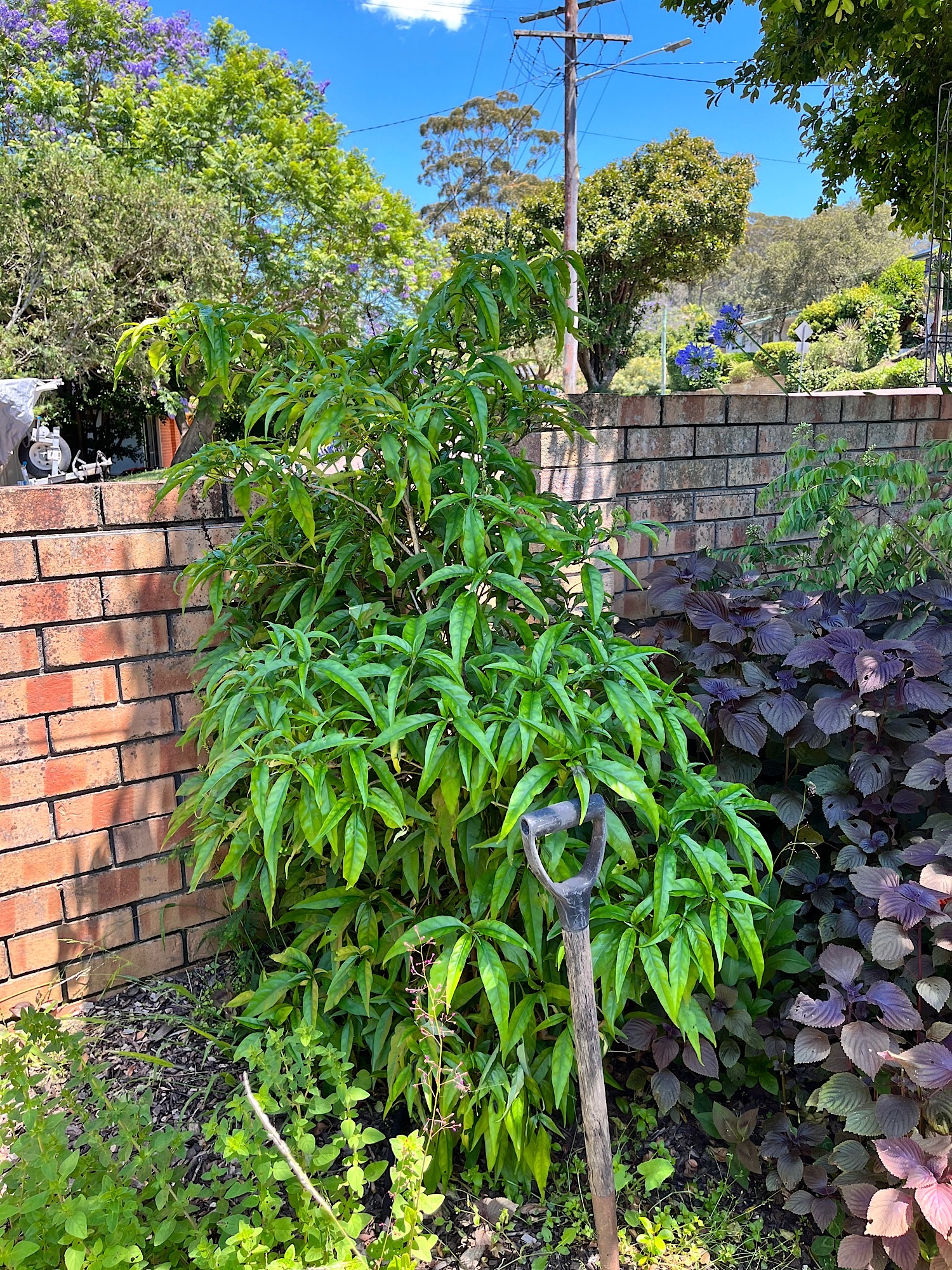 Cây Hoàn Ngọc, Pseuderanthemum palatiferum