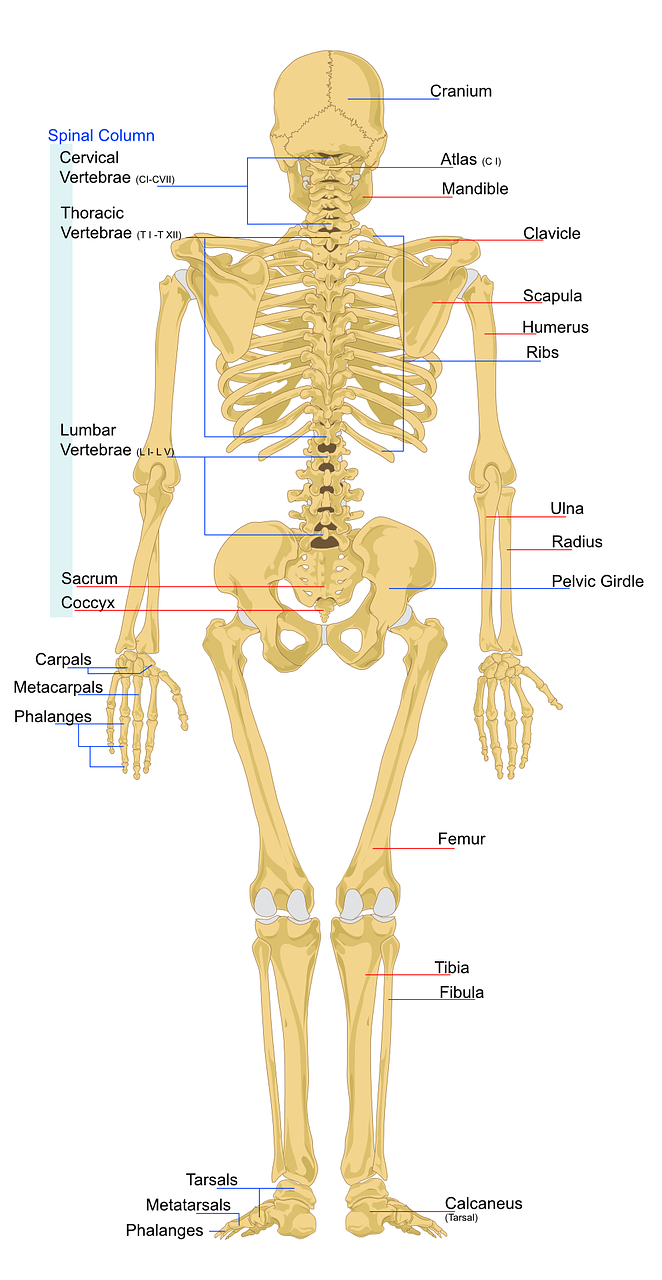 skeleton-41547_1280.png