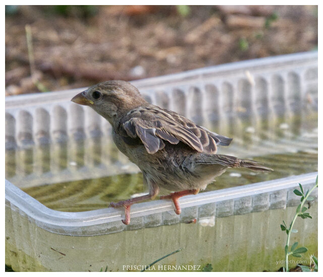 jardin_feedthebirds (2) -640- by Priscilla Hernandez.jpg