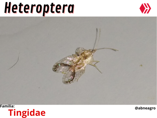 Video ácaro (1).png