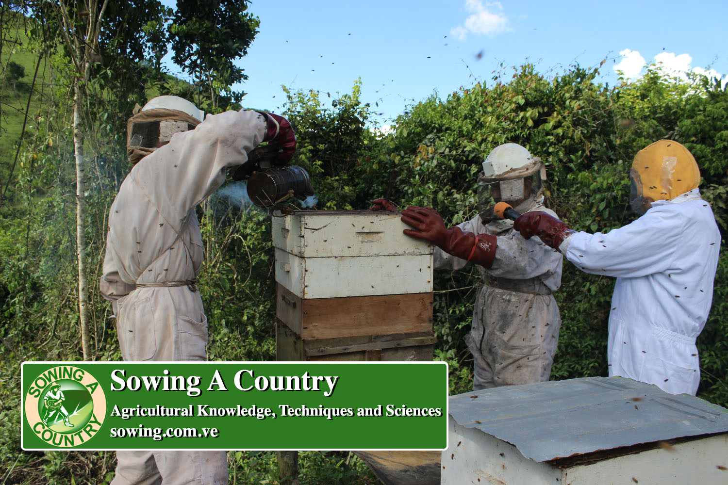 33 beekeeping.jpg