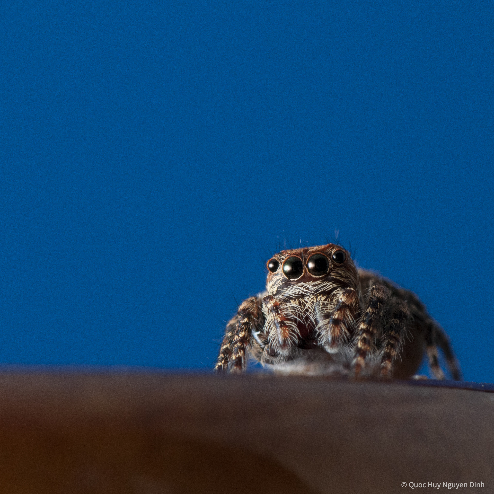 Jumping Spider - Servaea Villosa-10.jpg