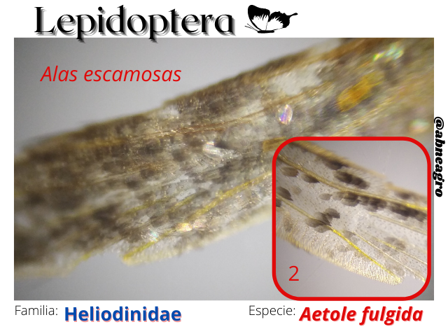 Lepidoptera(6).png