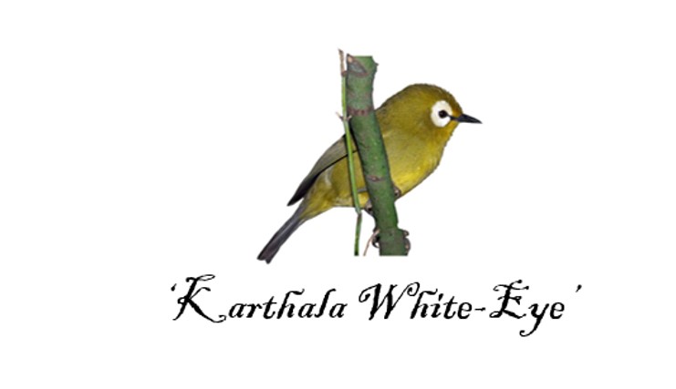 Bird-Karthala-white-eye.jpg