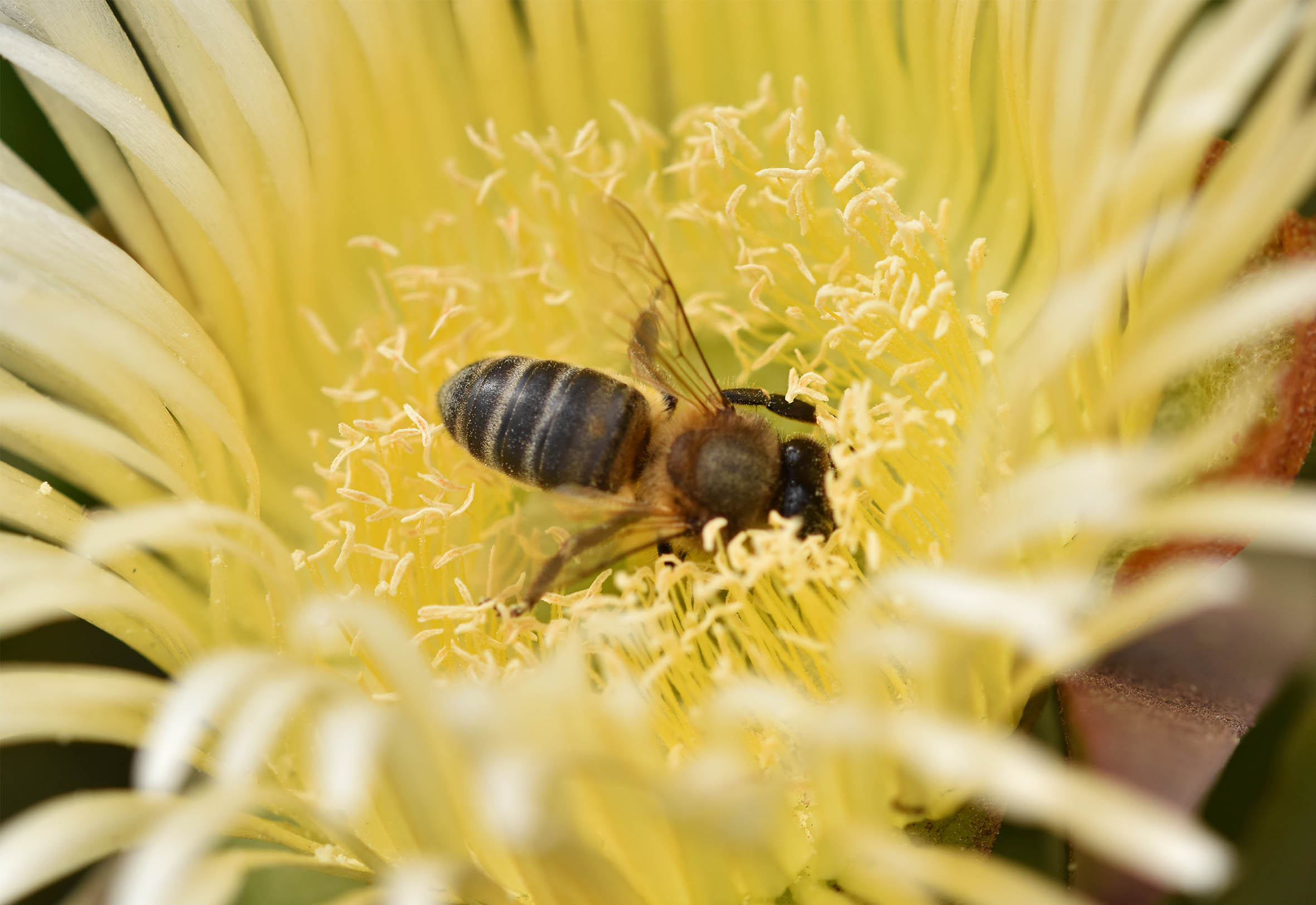 bee iceplant polen.jpg