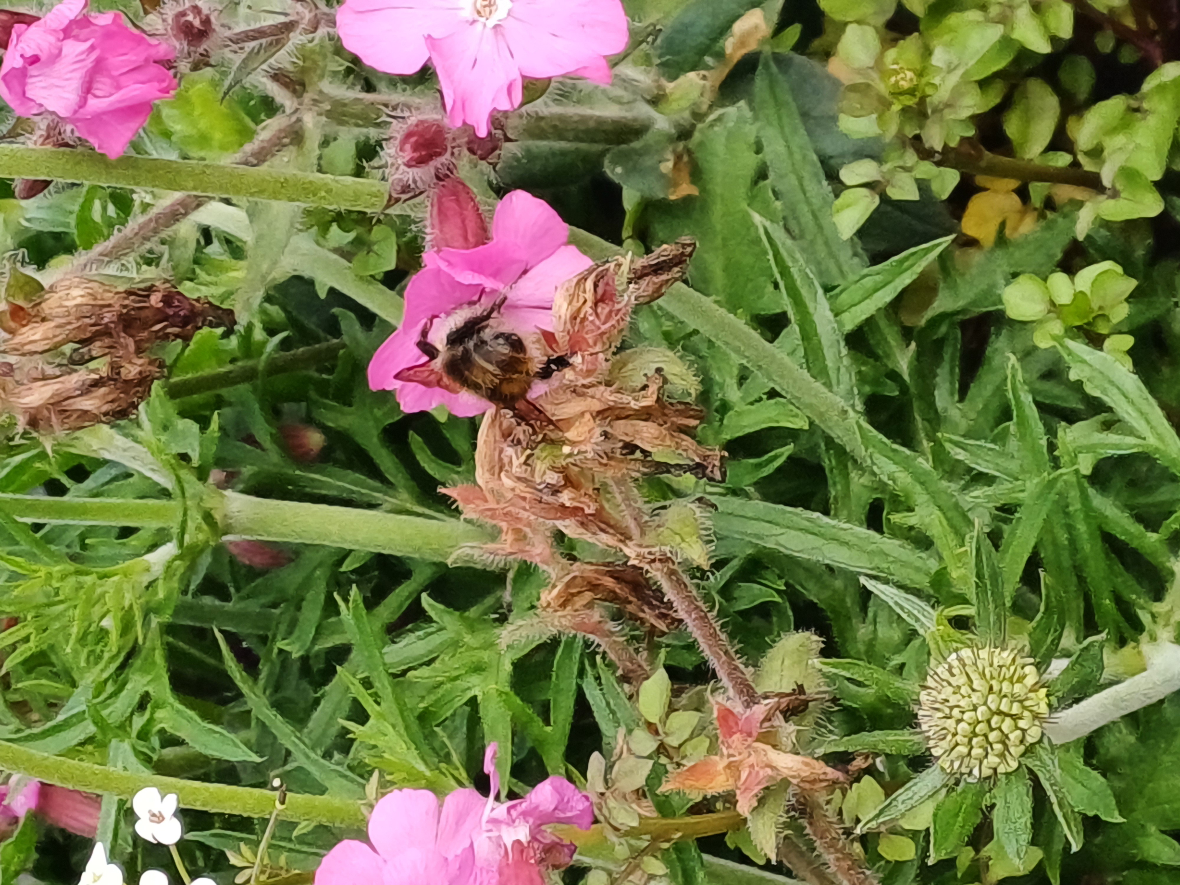 20250530_084252.jpg