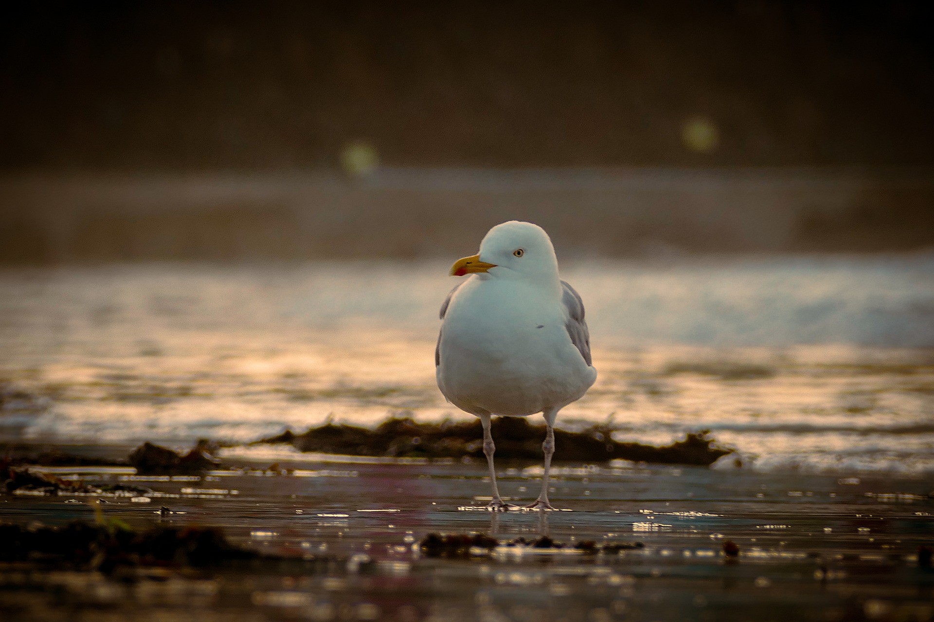 bird-8116580_1920.jpg