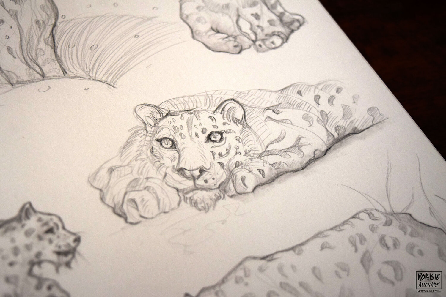 Snow-Leopard-Warm-Up-6-small-robbieallenartist.jpg