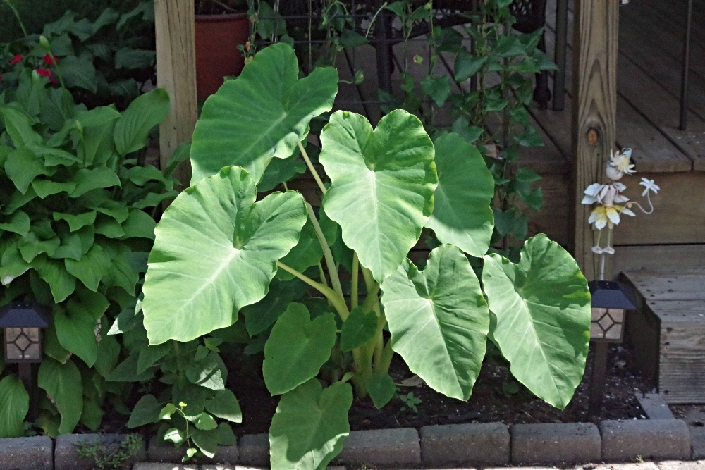 garden-porch.jpg