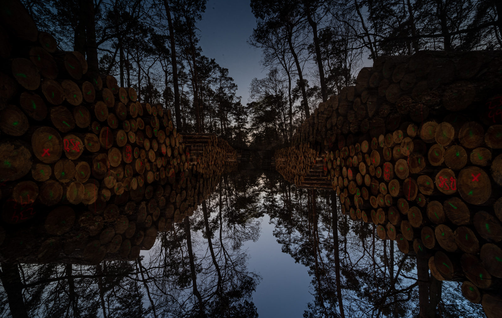 2020_04_06_Forest-LP (1)-2.jpg