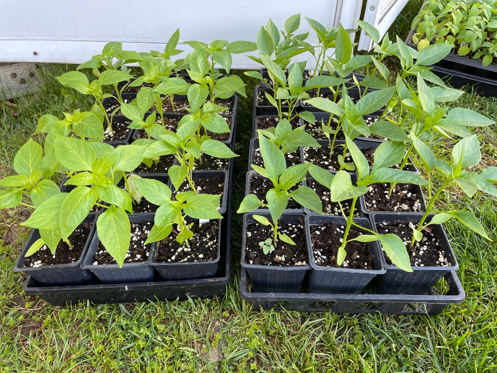 greenhouse-seedlings-urbangardens-1 (2).jpg