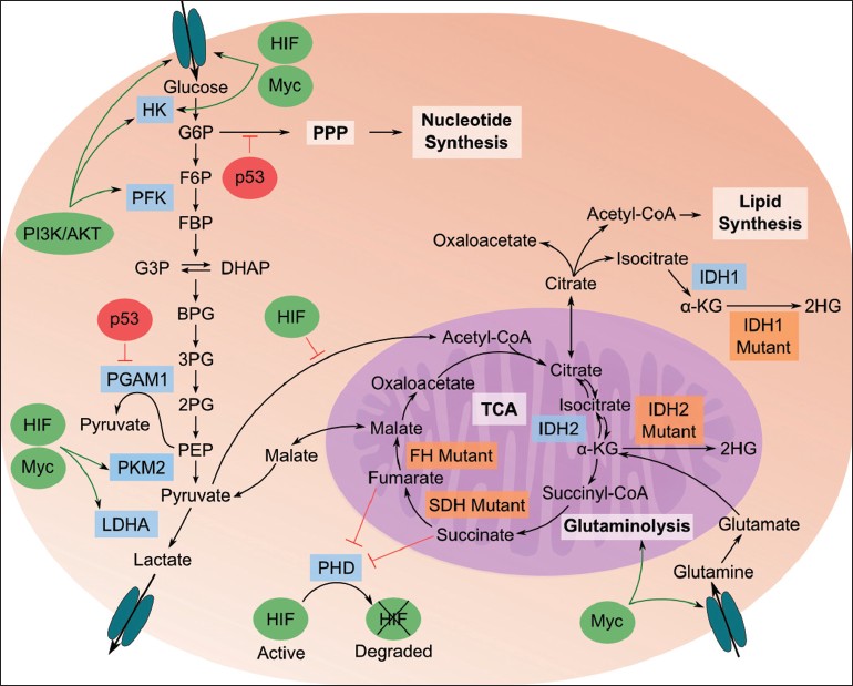TumorMetabolome.jpg