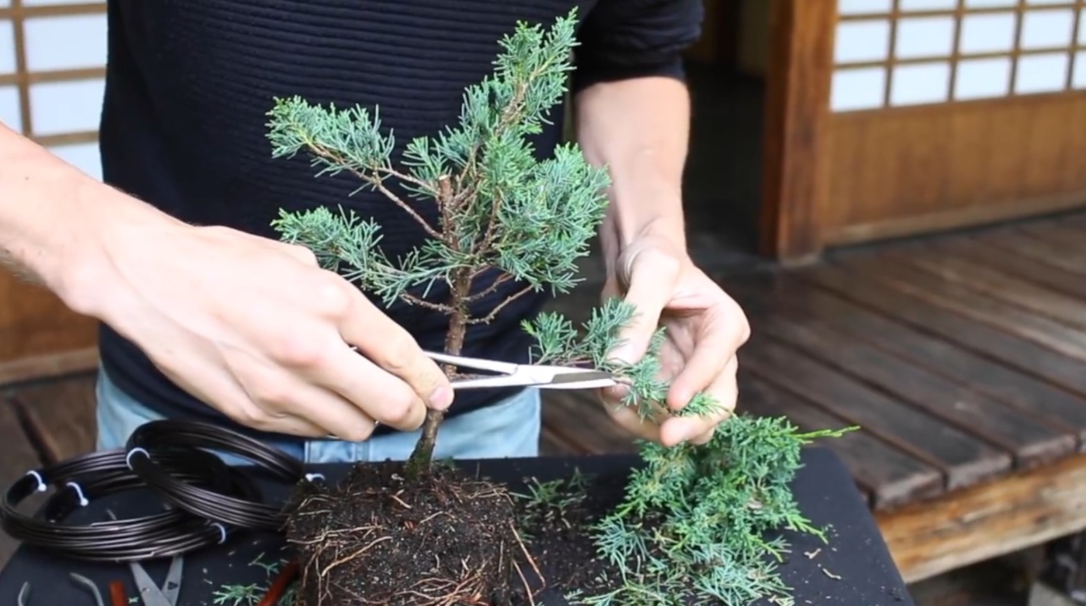 07.-Come-creare-un-bonsai-di-ginepro-rimozione-rami-inferiori.jpg