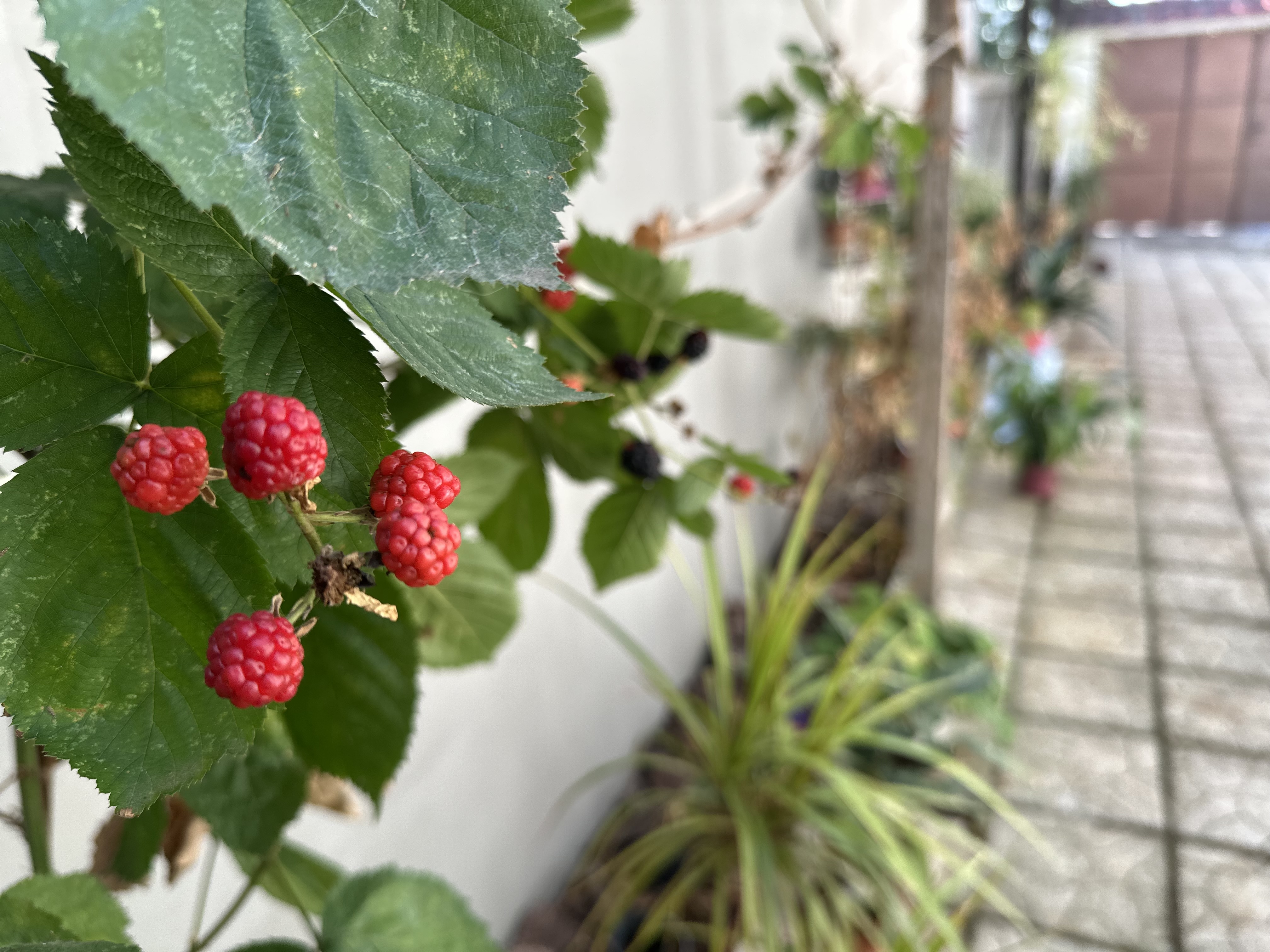 IMG_9636.jpeg