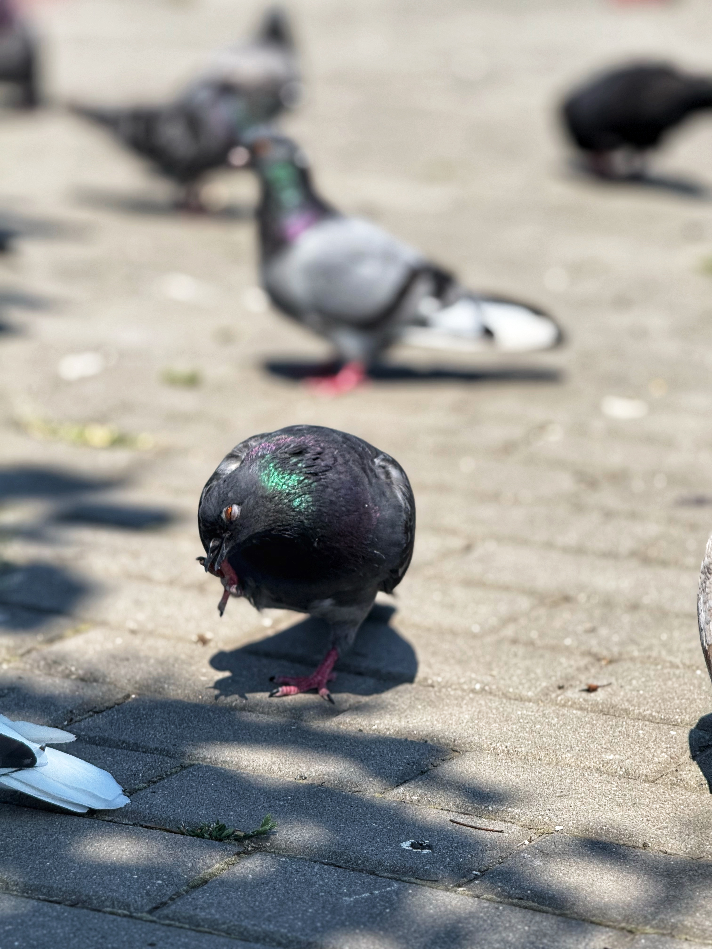 IMG_4645.jpeg