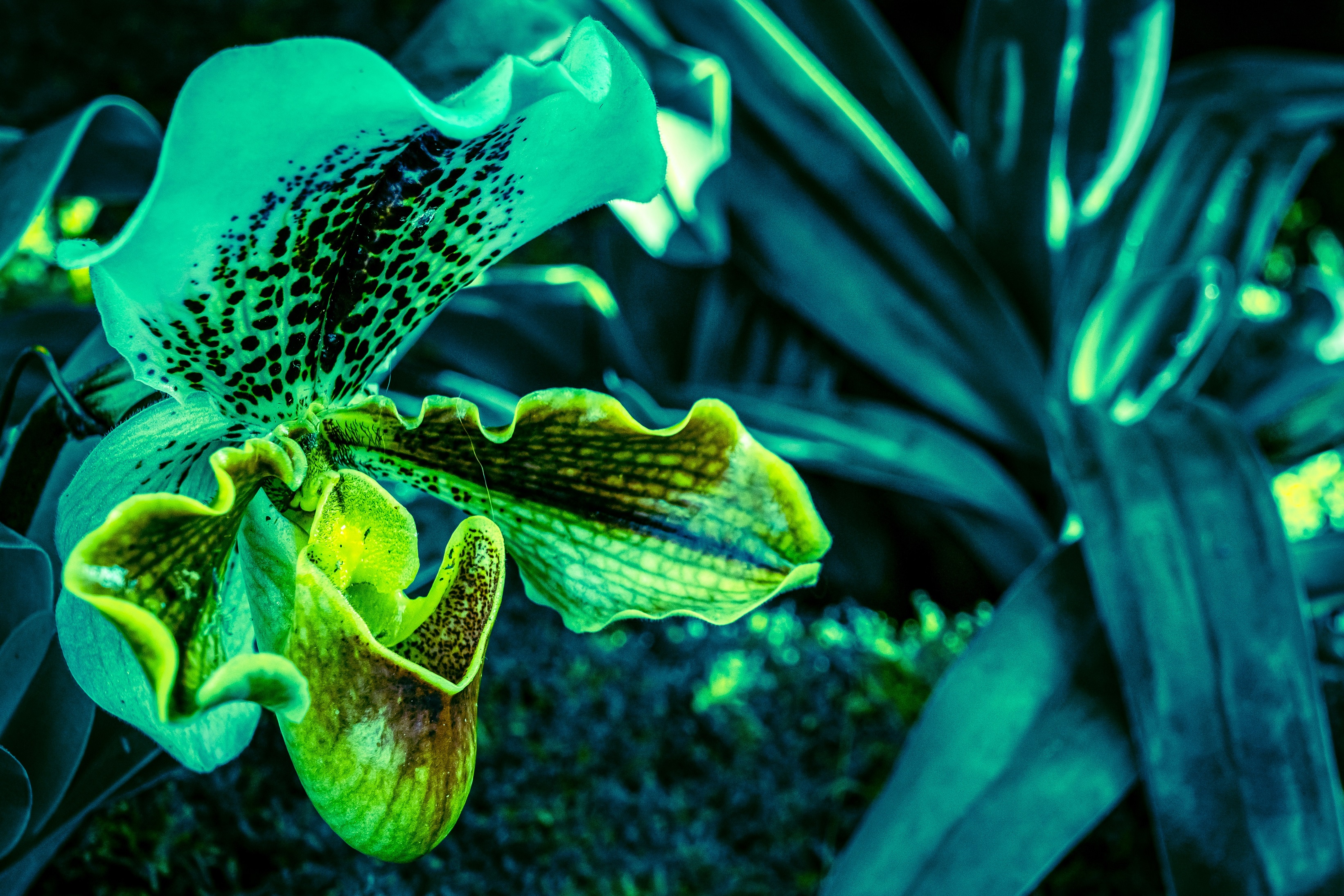 Green Orchid Lightroom.jpg