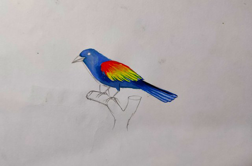 Colorful Bird Drawings - Bird Drawing With Color - Free Transparent PNG  Clipart Images Download