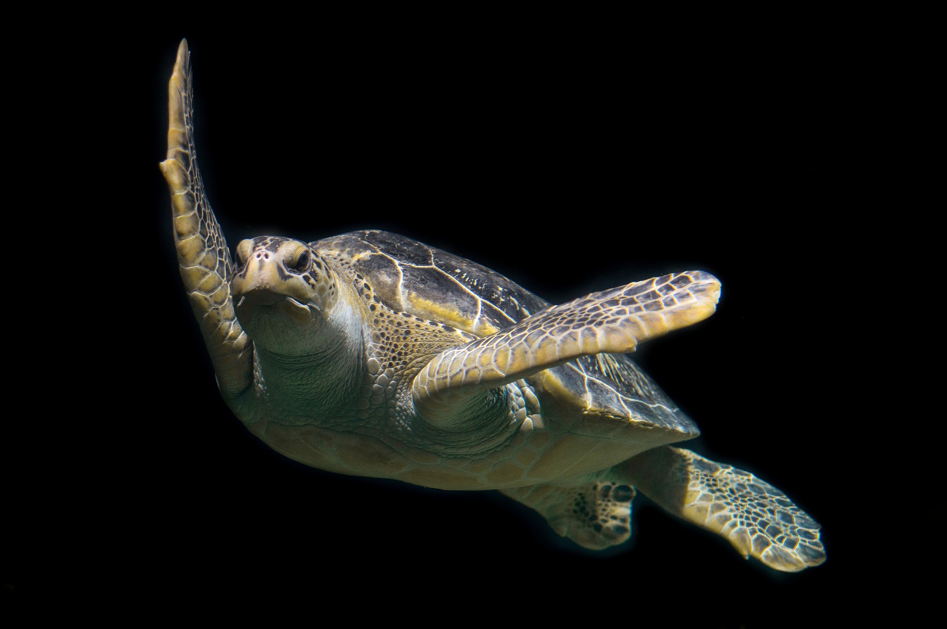 turtle-1593875_1920.jpg