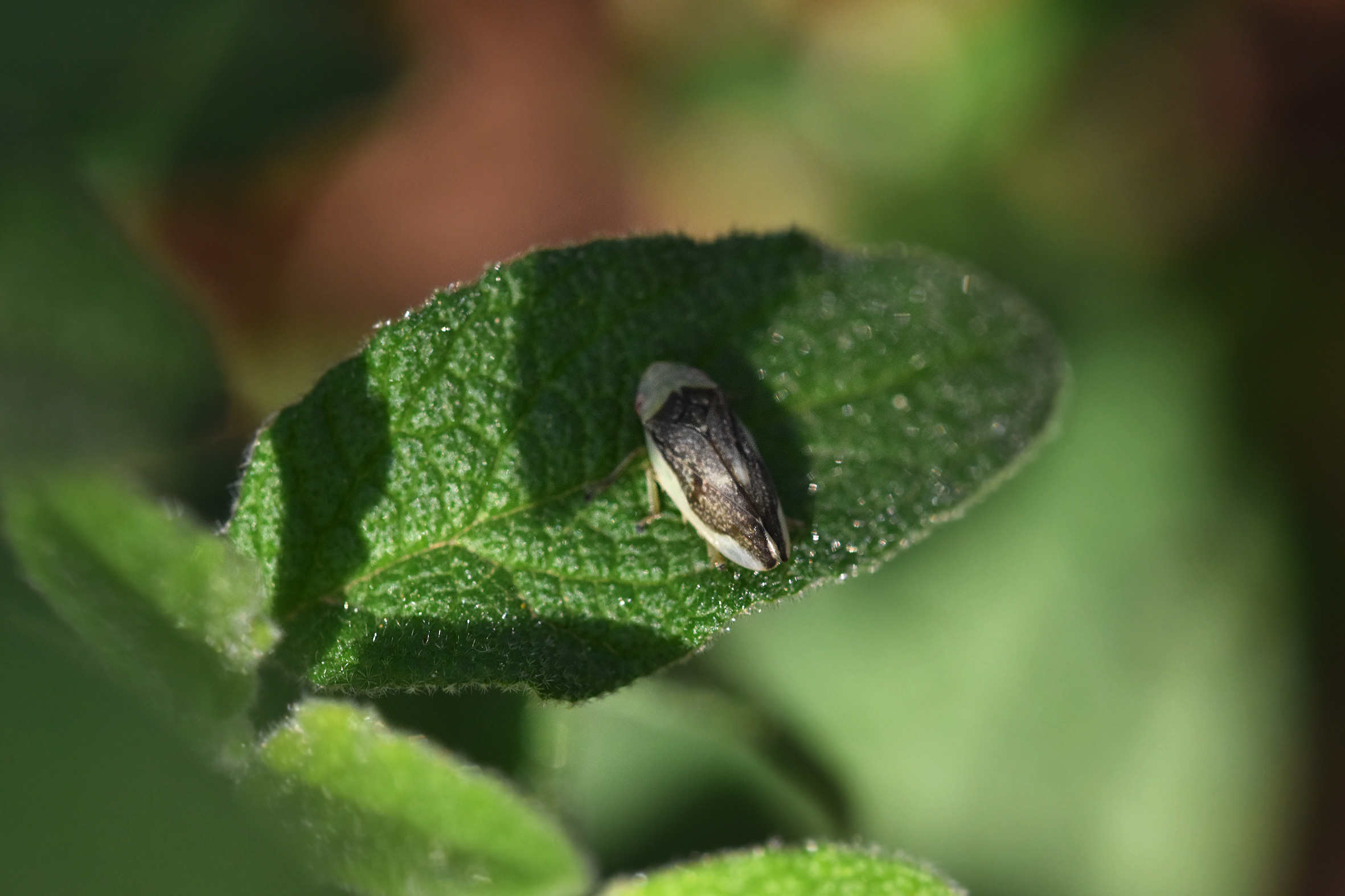 insects cistus 5.jpg