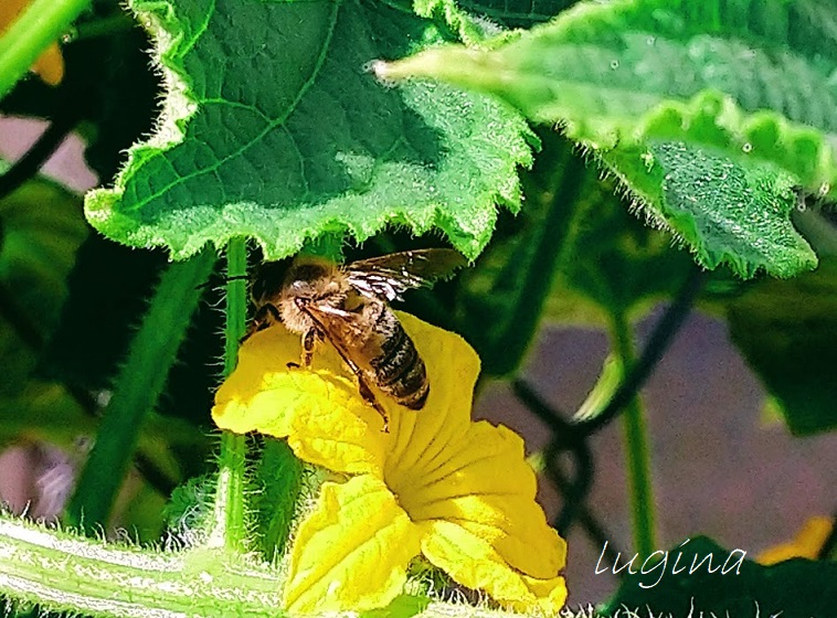 bee.jpg