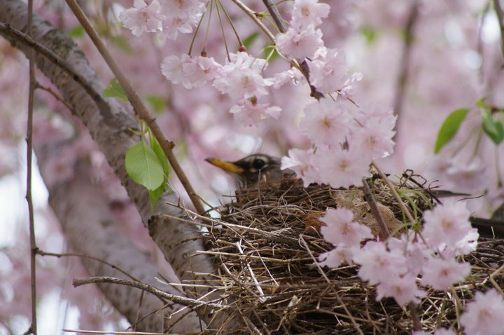 robin nest.jpg