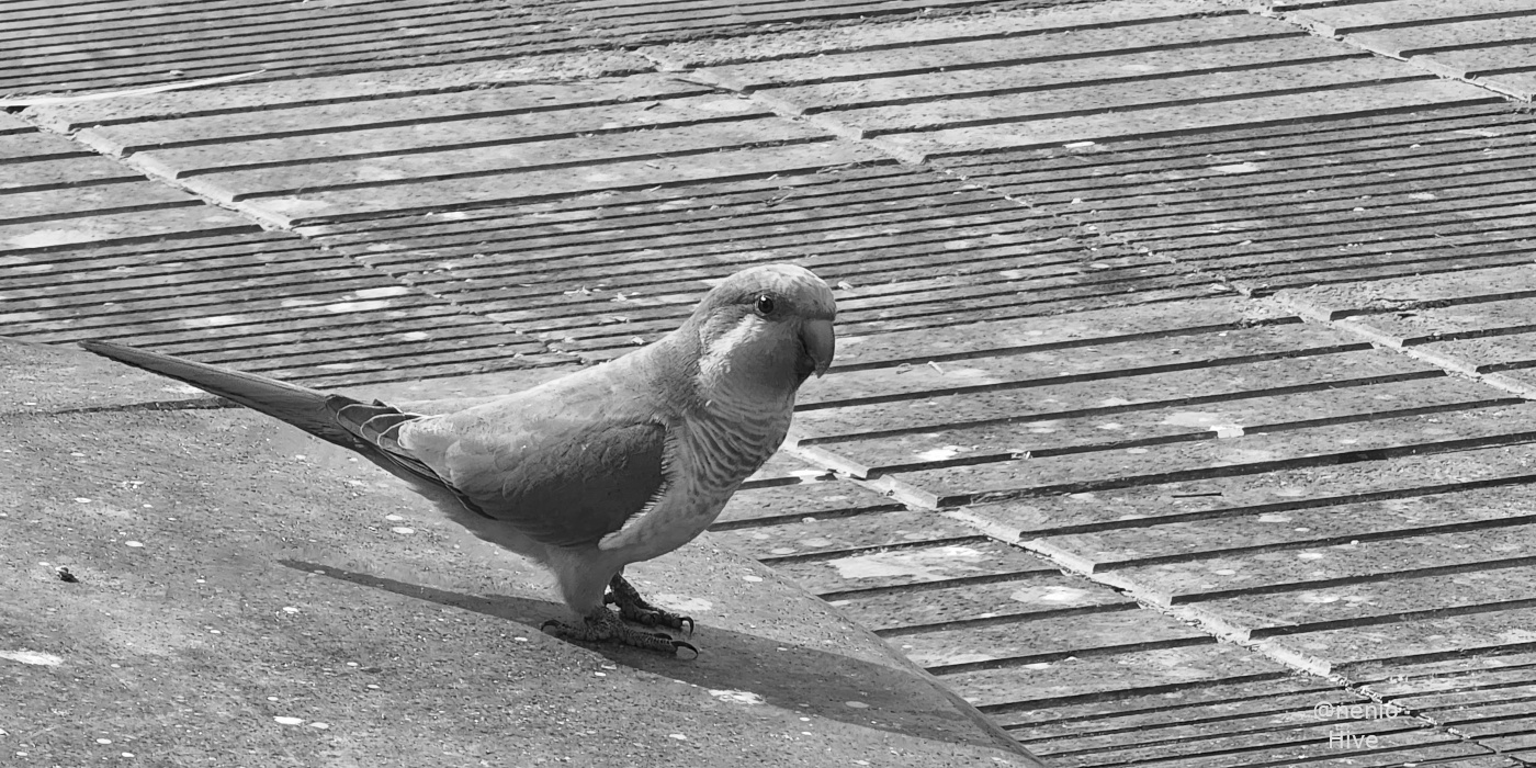 parrot-001-bw.jpg