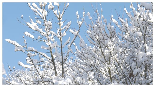 white_chrismas_winterwonderland_by Priscilla Hernandez.jpg