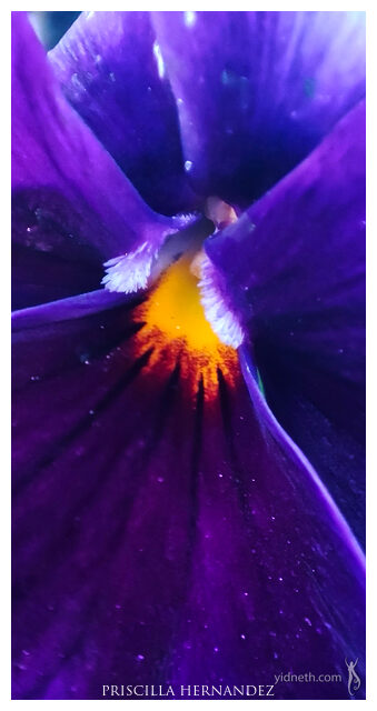 purplepansy -640- by Priscilla Hernandez.jpg