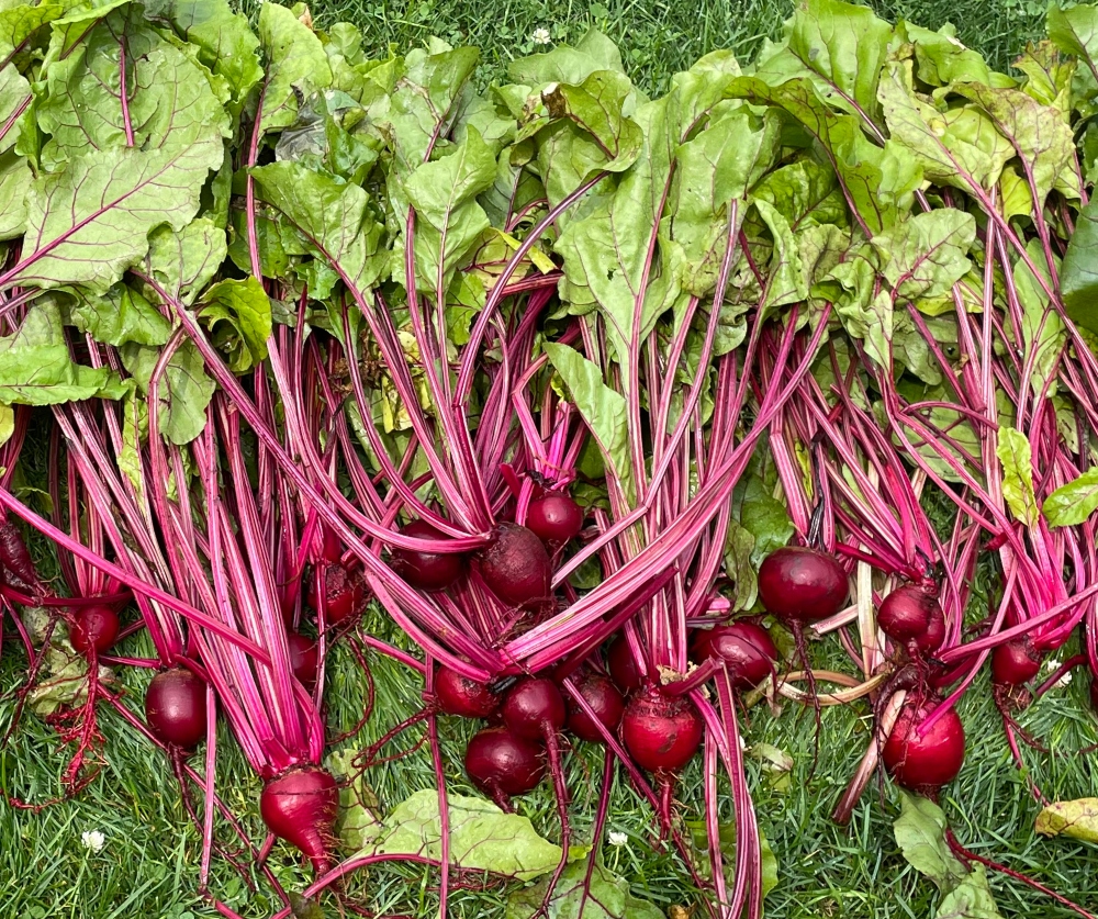 sustainable-preserving-beets-3.jpg