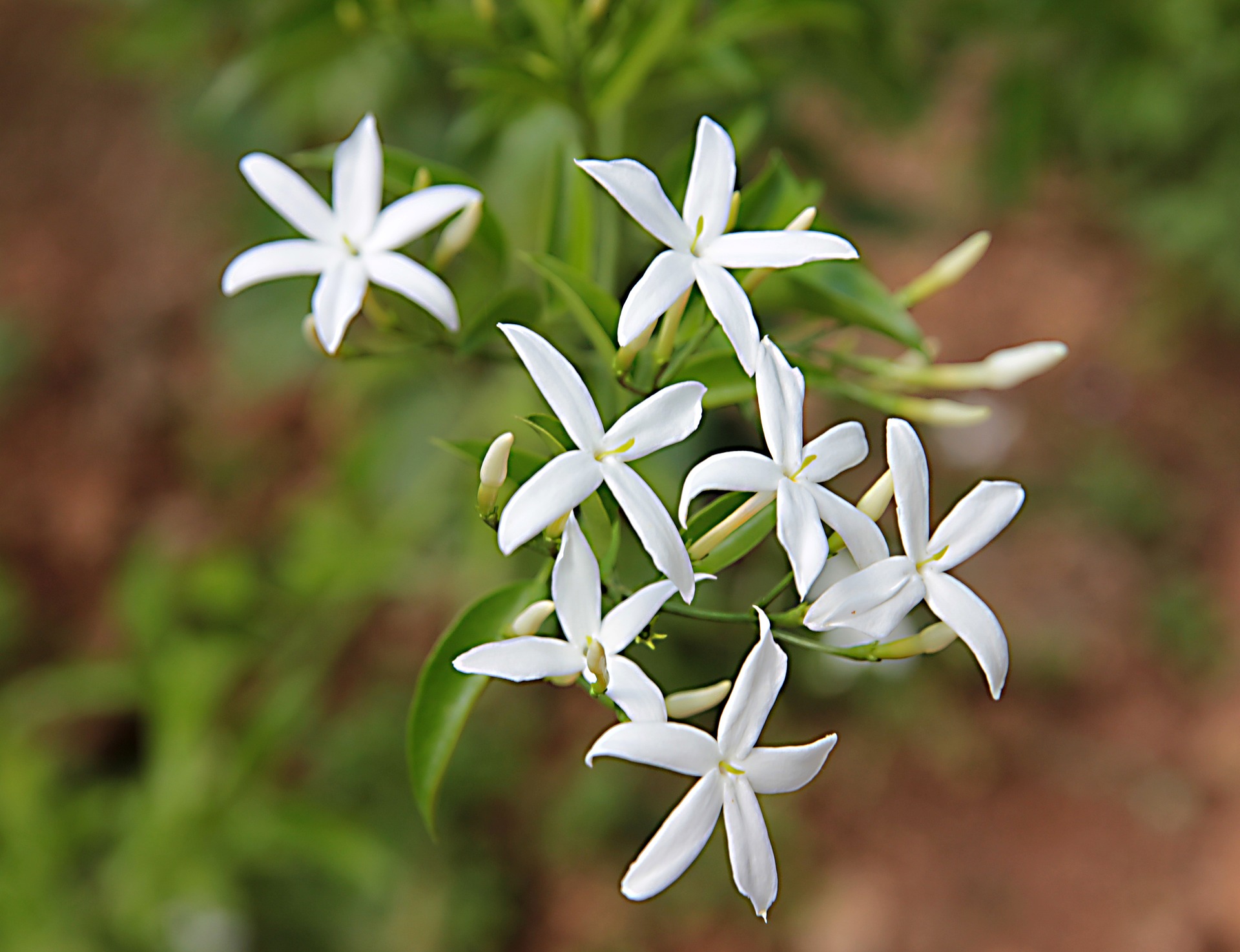 jasmine-gcdb2f1755_1920.jpg