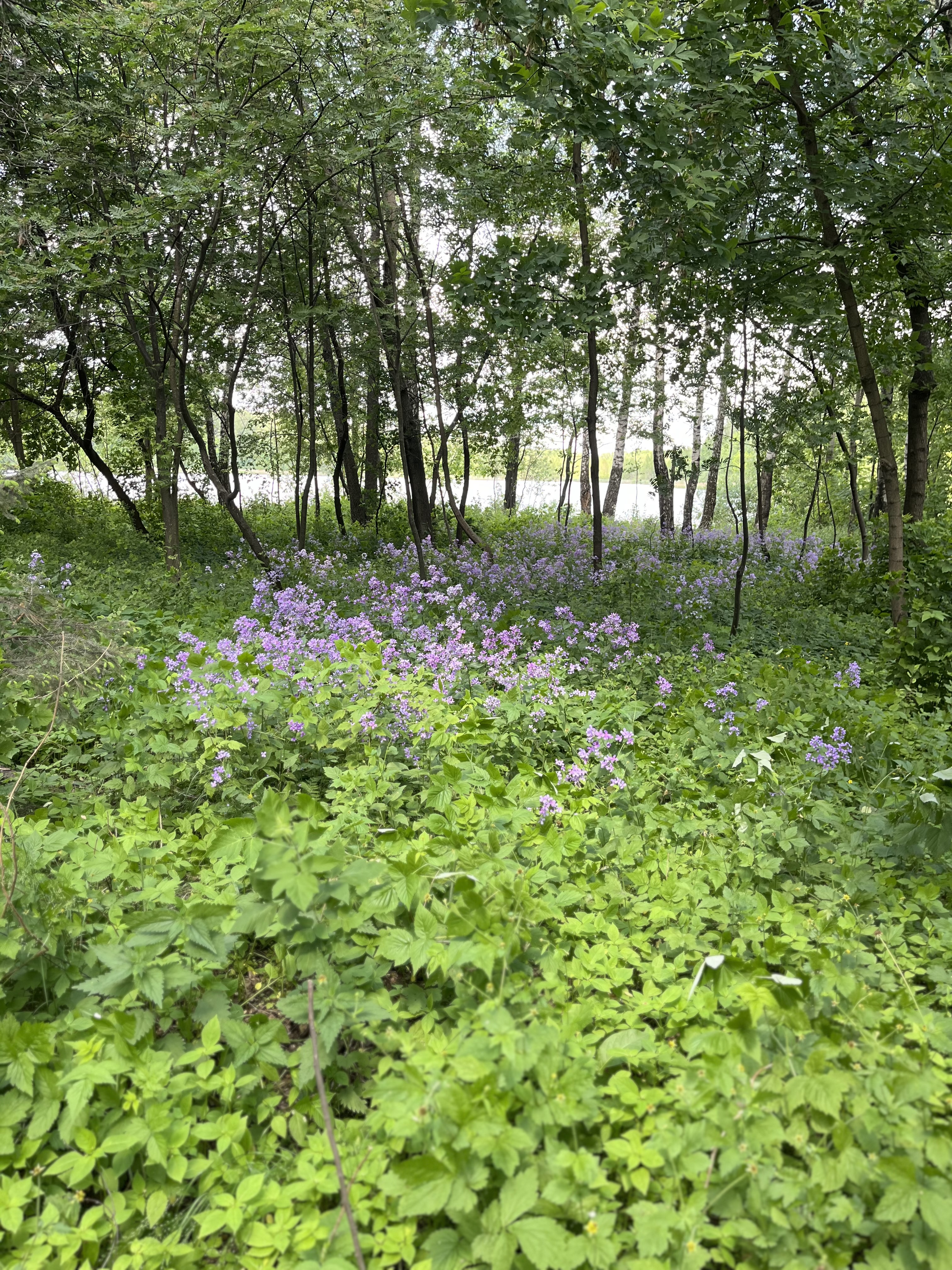 IMG_3645.jpeg