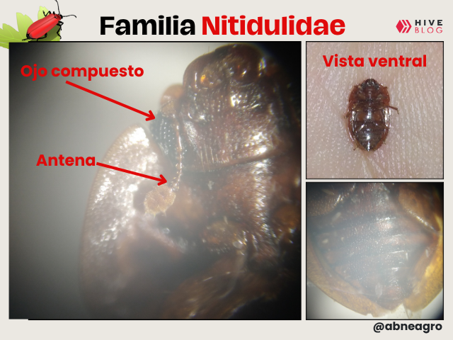 portada (3).png