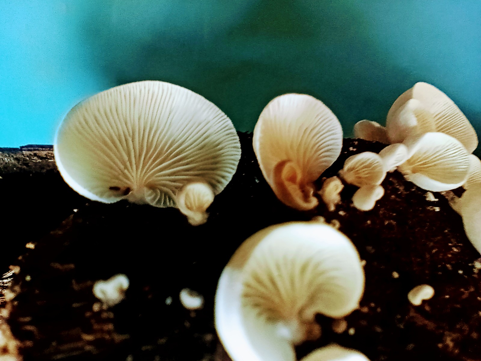 IMG20220917102027~2.jpg