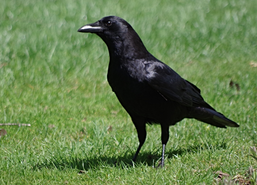 crow-shadow.jpg