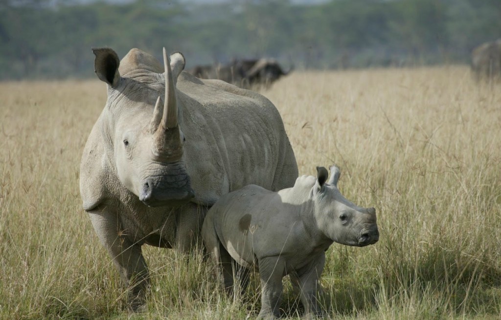 Rinoceronte Blanco.jpg