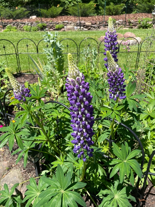 https://images.hive.blog/DQmbyvkSgzsWYJqovLA5QVB8SsHNS1crysh9EASqB4qVmqS/flowers-lupine.jpg