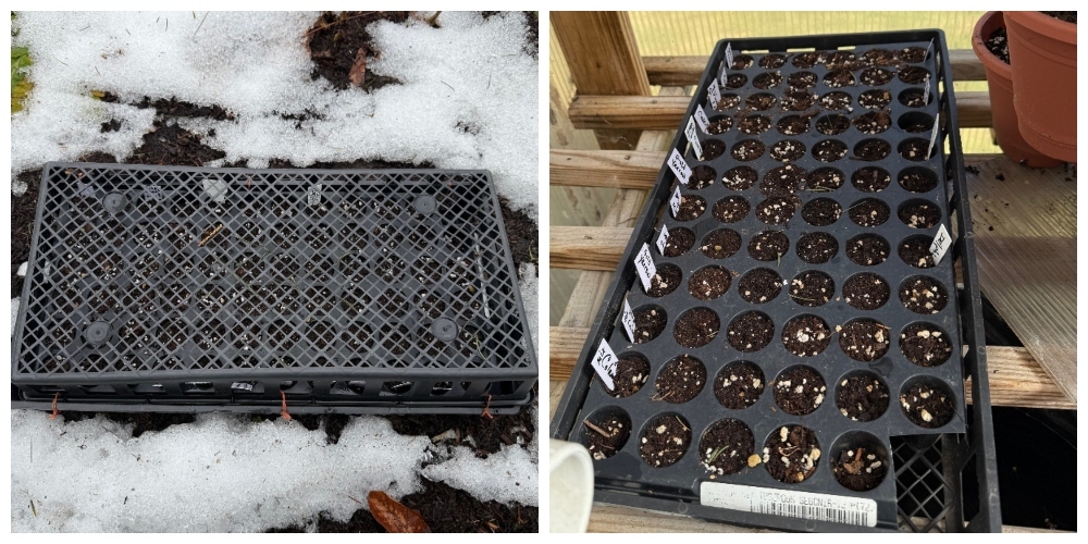 hivegarcen-greenhouse-seedlings-3.jpg